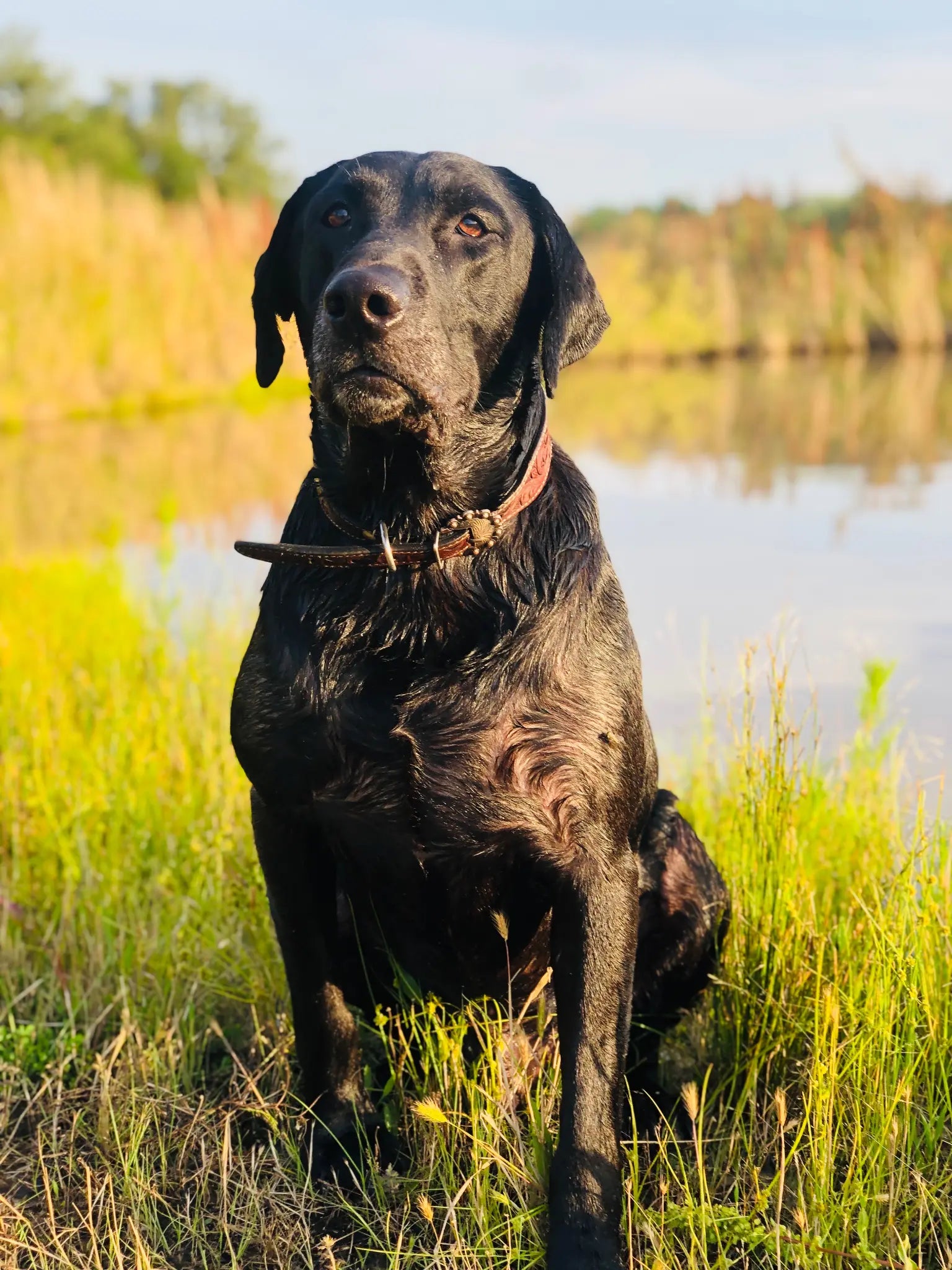 A black retriever beside the water at The Mallard’s Nest
