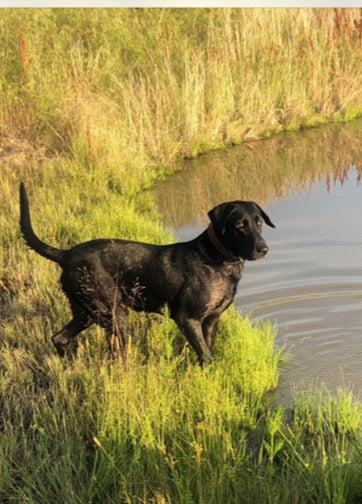 A black retriever standing at the edge of the water