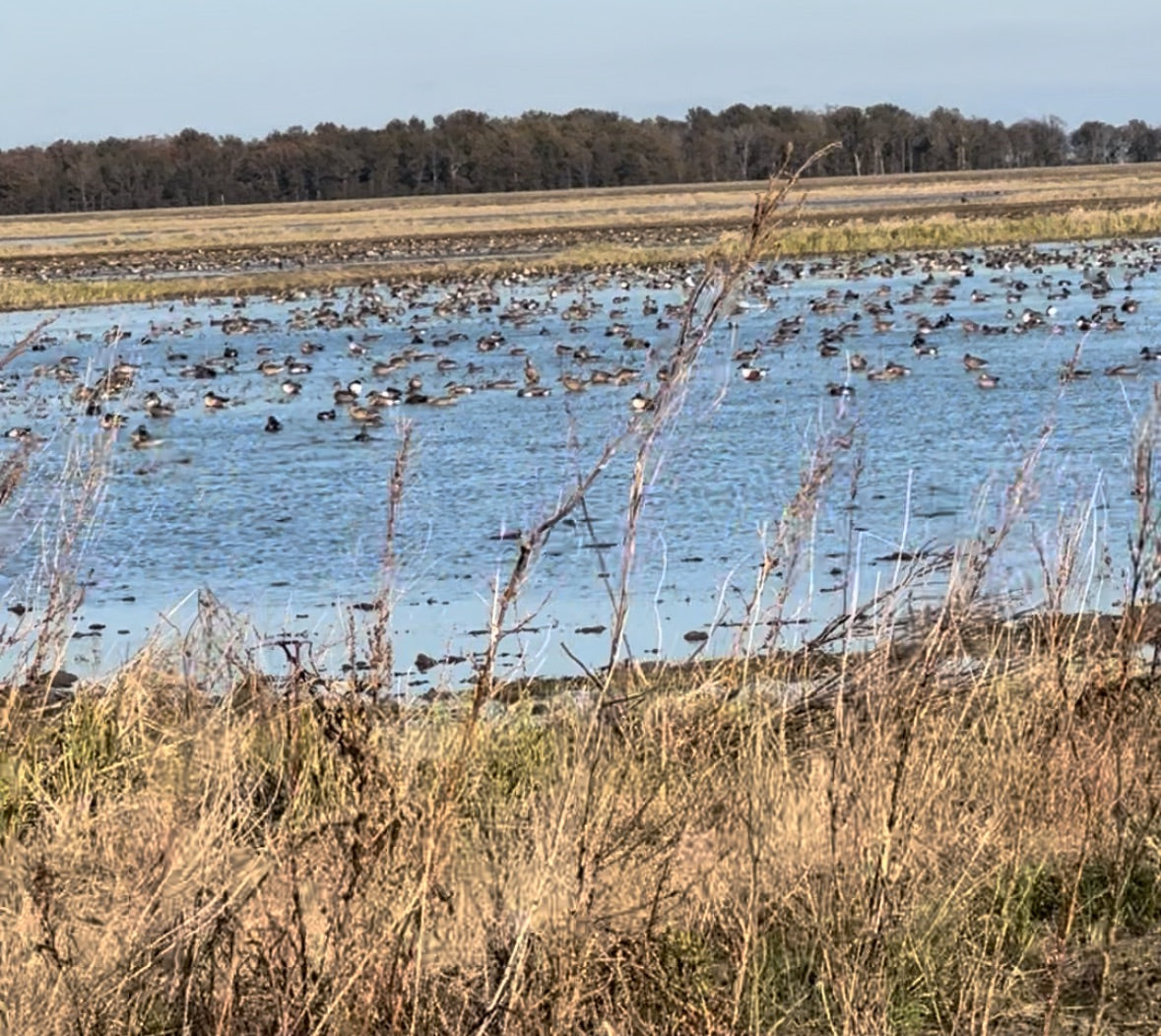 Waterfowl gathered across an Arkansas field at The Mallard’s Nest